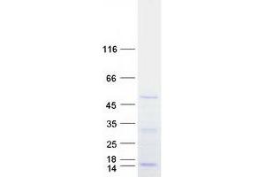 Validation with Western Blot (DDX39 Protein (Myc-DYKDDDDK Tag))