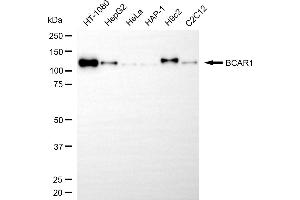 Western blotting analysis using BCAR1 antibody (ABIN7797790).