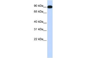 WB Suggested Anti-CTAGE5 Antibody Titration:  0. (MIA2 antibody  (Middle Region))