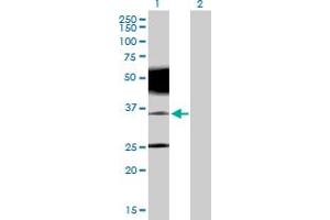 Western Blot analysis of PRRT2 expression in transfected 293T cell line by PRRT2 MaxPab polyclonal antibody. (PRRT2 antibody  (AA 1-340))