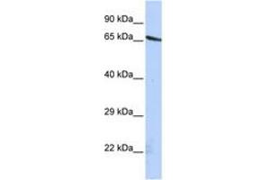 Image no. 1 for anti-Olfactomedin-Like 2A (OLFML2A) (AA 72-121) antibody (ABIN6741245) (OLFML2A antibody  (AA 72-121))