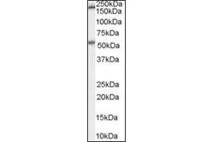 Western Blot Image: Antibody (0. (Serotonin Receptor 3A antibody  (Internal Region))