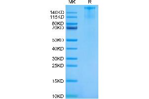 FLT3 Protein (AA 28-541) (Fc Tag)