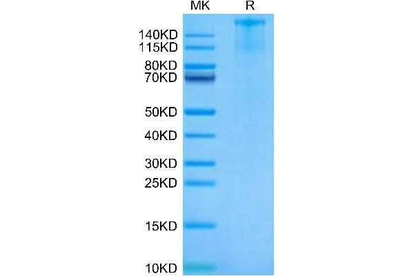 FLT3 Protein (AA 28-541) (Fc Tag)