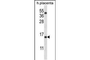 Western blot analysis in human placenta tissue lysates (35ug/lane). (TM4SF18 antibody  (AA 113-141))