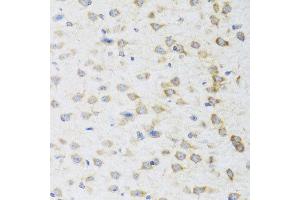 Immunohistochemistry of paraffin-embedded mouse brain using STRN antibody at dilution of 1:100 (x40 lens). (Striatin antibody)