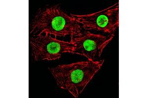 Fluorescent image of C2C12cells stained with Mouse Hmga2 Antibody (C-term) (ABIN6243227 and ABIN6577673). (HMGA2 antibody  (C-Term))