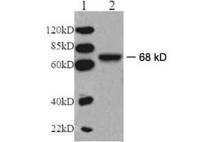 Western blot analysis: Lane 1: EasyWestern Protein Standard   Lane 2: Mouse kidney tissue lysate Primary antibody: 1 µg/mL Rabbit Anti-V-ATPase Subunit A Polyclonal Antibody (ABIN398606) Secondary antibody: Goat Anti-Rabbit IgG (H&L) [HRP] Polyclonal Antibody (ABIN398323, 1: 6,000)