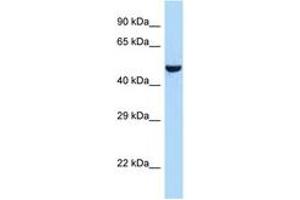 Image no. 1 for anti-Arginine Vasopressin Receptor 1A (AVPR1A) (C-Term) antibody (ABIN6747994) (AVPR1A antibody  (C-Term))