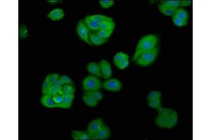 Immunofluorescence staining of HepG2 cells with ABIN7145910 at 1:66, counter-stained with DAPI. (APOBEC1 antibody  (AA 1-172))