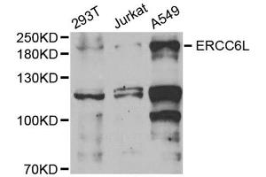 Western blot analysis of extracts of various cell lines, using ERCC6L antibody (ABIN5973617) at 1/1000 dilution. (ERCC6L antibody)