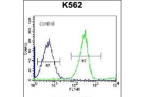 Flow cytometric analysis of K562 cells (right histogram) compared to a negative control cell (left histogram). (RPS4Y1 antibody  (AA 76-105))
