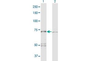 Western Blot analysis of PPP2R1A expression in transfected 293T cell line by PPP2R1A MaxPab polyclonal antibody. (PPP2R1A antibody  (AA 1-589))