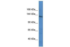LTBP1 antibody (70R-10026) used at 0. (LTBP1 antibody  (C-Term))