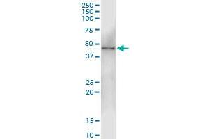 Immunoprecipitation of DYX1C1 transfected lysate using anti-DYX1C1 MaxPab rabbit polyclonal antibody and Protein A Magnetic Bead , and immunoblotted with DYX1C1 purified MaxPab mouse polyclonal antibody (B01P) . (DYX1C1 antibody  (AA 1-381))