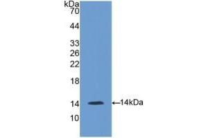 GNRH1 antibody  (AA 22-90)