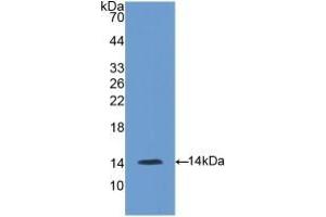GNRH1 anticorps  (AA 22-90)
