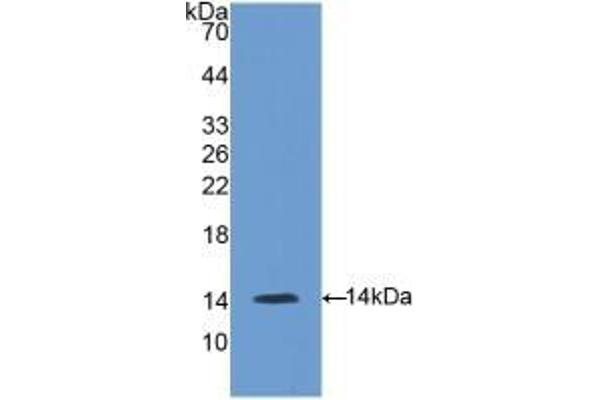GNRH1 antibody  (AA 22-90)