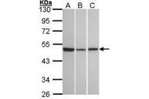 Image no. 1 for anti-KISS1 Receptor (KISS1R) (AA 309-372) antibody (ABIN467402) (KISS1R antibody  (AA 309-372))