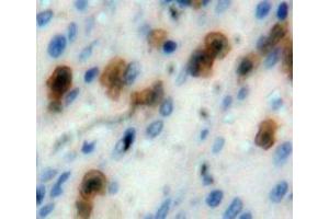 IHC-P analysis of spleen tissue, with DAB staining. (Caspase 1 antibody  (AA 120-297))