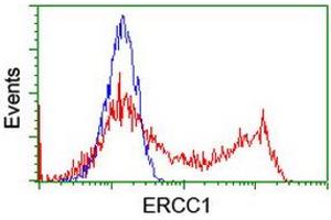 Image no. 3 for anti-Excision Repair Cross Complementing Polypeptide-1 (ERCC1) antibody (ABIN1498065)