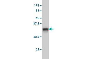 PPOX antibody  (AA 378-477)