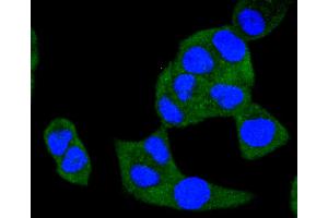 Immunofluorescence (Cultured Cells) (IF (cc)) image for anti-V-Raf Murine Sarcoma 3611 Viral Oncogene Homolog (ARAF) antibody (ABIN5557283)