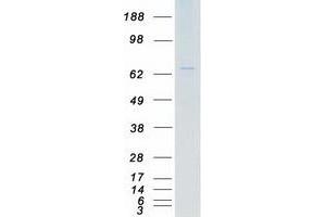 Validation with Western Blot (TAS1R1 Protein (Transcript Variant 3) (Myc-DYKDDDDK Tag))