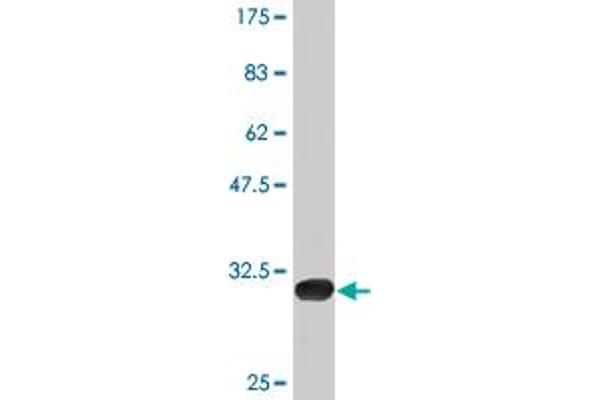 P2RY1 antibody  (AA 1-52)