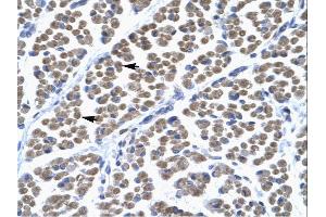 Rabbit Anti-TBX5 Antibody  Paraffin Embedded Tissue: Human Muscle Cellular Data: Skeletal muscle cells Antibody Concentration: 4. (T-Box 5 antibody  (Middle Region))