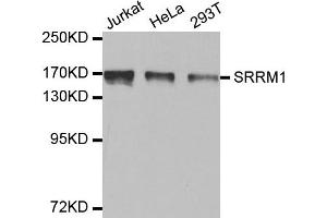 Western Blotting (WB) image for anti-Serine/arginine Repetitive Matrix 1 (SRRM1) antibody (ABIN1877093) (SRRM1 antibody)