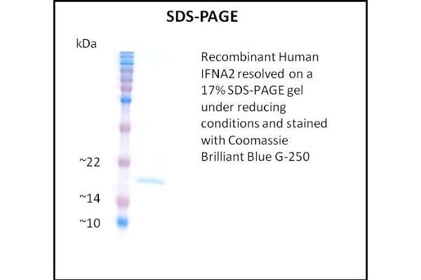 IFNA2 Protein