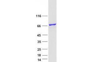 Validation with Western Blot (KLC2 Protein (Transcript Variant 3) (Myc-DYKDDDDK Tag))
