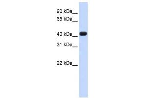RTCD1 antibody used at 1 ug/ml to detect target protein. (RTCD1 antibody  (N-Term))