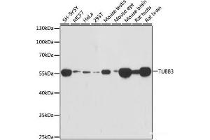 Western blot analysis of extracts of various cell lines using TUBB3 Monoclonal Antibody at dilution of 1:1000. (TUBB3 antibody)