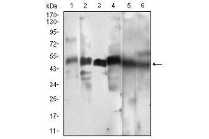Western blot analysis using CCNA2 mouse mAb against Hela (1), HEK293 (2), Jurkat (3), K562 (4), SK-Br-3 (5), NIH/3T3 (6) cell lysate. (Cyclin A antibody  (AA 105-233))