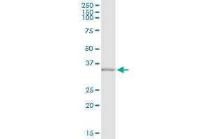 Immunoprecipitation of FOXA3 transfected lysate using anti-FOXA3 MaxPab rabbit polyclonal antibody and Protein A Magnetic Bead , and immunoblotted with FOXA3 MaxPab mouse polyclonal antibody (B01) . (FOXA3 antibody  (AA 1-350))