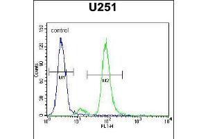 Flow cytometric analysis of U251 cells (right histogram) compared to a negative control cell (left histogram). (ZIK1 antibody  (AA 186-215))