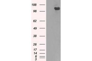 Image no. 7 for anti-Budding Uninhibited By Benzimidazoles 1 Homolog beta (Yeast) (BUB1B) antibody (ABIN1497000) (BUB1B antibody)