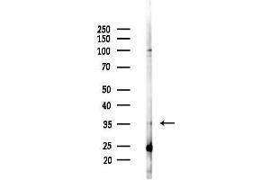 anti-Taste Receptor, Type 2, Member 44 (TAS2R31) (N-Term) antibody