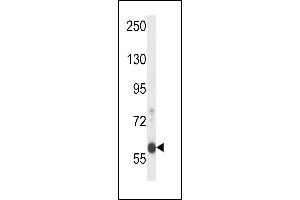 EFCB7 Antibody (C-term) (ABIN658018 and ABIN2846956) western blot analysis in mouse Neuro-2a cell line lysates (35 μg/lane). (EFCAB7 antibody  (C-Term))