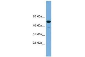 Image no. 1 for anti-One Cut Homeobox 3 (ONECUT3) (C-Term) antibody (ABIN6744625)