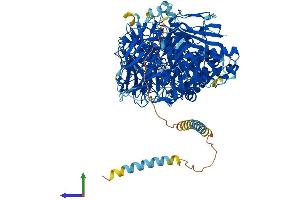 AlphaFold protein structure predicition of Human Recombinant MAN2A1 Protein, UniprotID Q16706 (alpha-Mannosidase II Protein (AA 1-1144) (His tag))