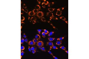Immunofluorescence analysis of NIH-3T3 cells using IDH2 Rabbit mAb (ABIN7268028) at dilution of 1:100 (40x lens). (IDH2 antibody)