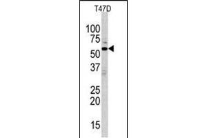 Western blot analysis of anti-ERK8 Antibody (N-term) (ABIN391796 and ABIN2841651) in T47D cell line lysates (35 μg/lane). (MAPK15 antibody  (N-Term))