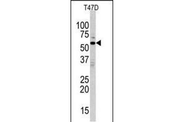 MAPK15 抗体  (N-Term)