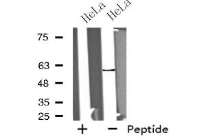 Western blot analysis of extracts from HeLa cells, using GPROPDR antibody. (GPROPDR antibody)