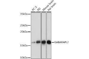 Western blot analysis of extracts of various cell lines, using G Rabbit mAb (ABIN7267326) at 1:1000 dilution. (GABARAPL2 antibody)