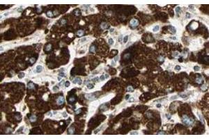 Image no. 3 for anti-Sprouty RTK Signaling Antagonist 4 (SPRY4) (AA 306-322) antibody (ABIN401284)