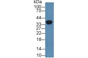 Detection of ANXA3 in Human HEK293 cell lysate using Polyclonal Antibody to Annexin A3 (ANXA3) (Annexin A3 antibody  (AA 26-160))